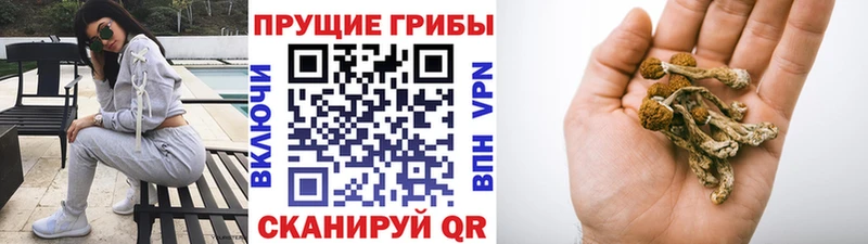 Галлюциногенные грибы GOLDEN TEACHER  купить  цена  Дивногорск 